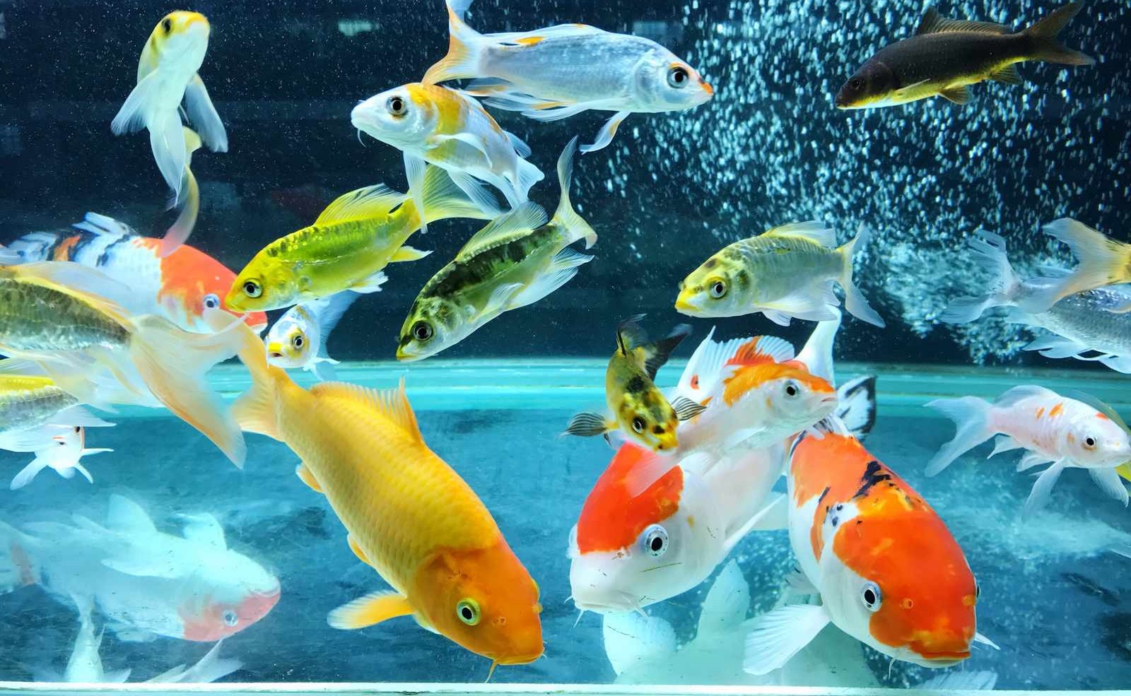 Guppy — popular livebearer export fish