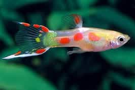 Endler Calico