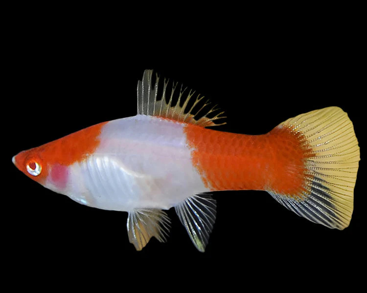 Endler Red Eye Kohaku